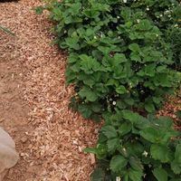 Super Gartenweg und Erdbeeren gedeihen hervorragend!